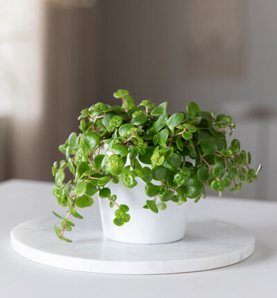 Sedum Tornado Sedum Tornado